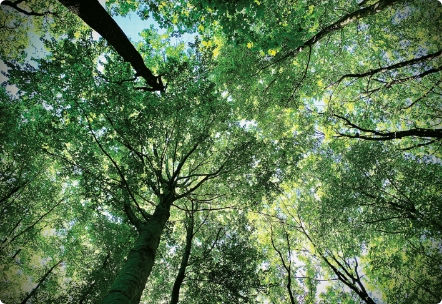 Lorem ipsum dolor sit amet, consectetur adipiscing elit